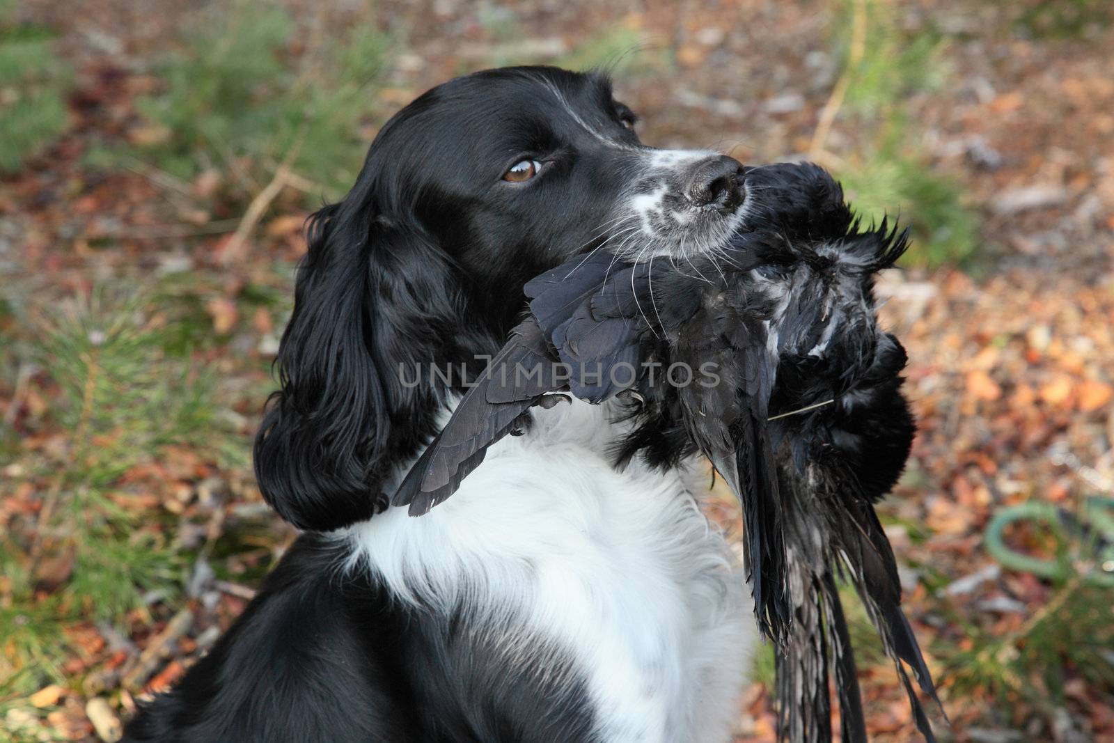 hunting dog with crow during hunting training