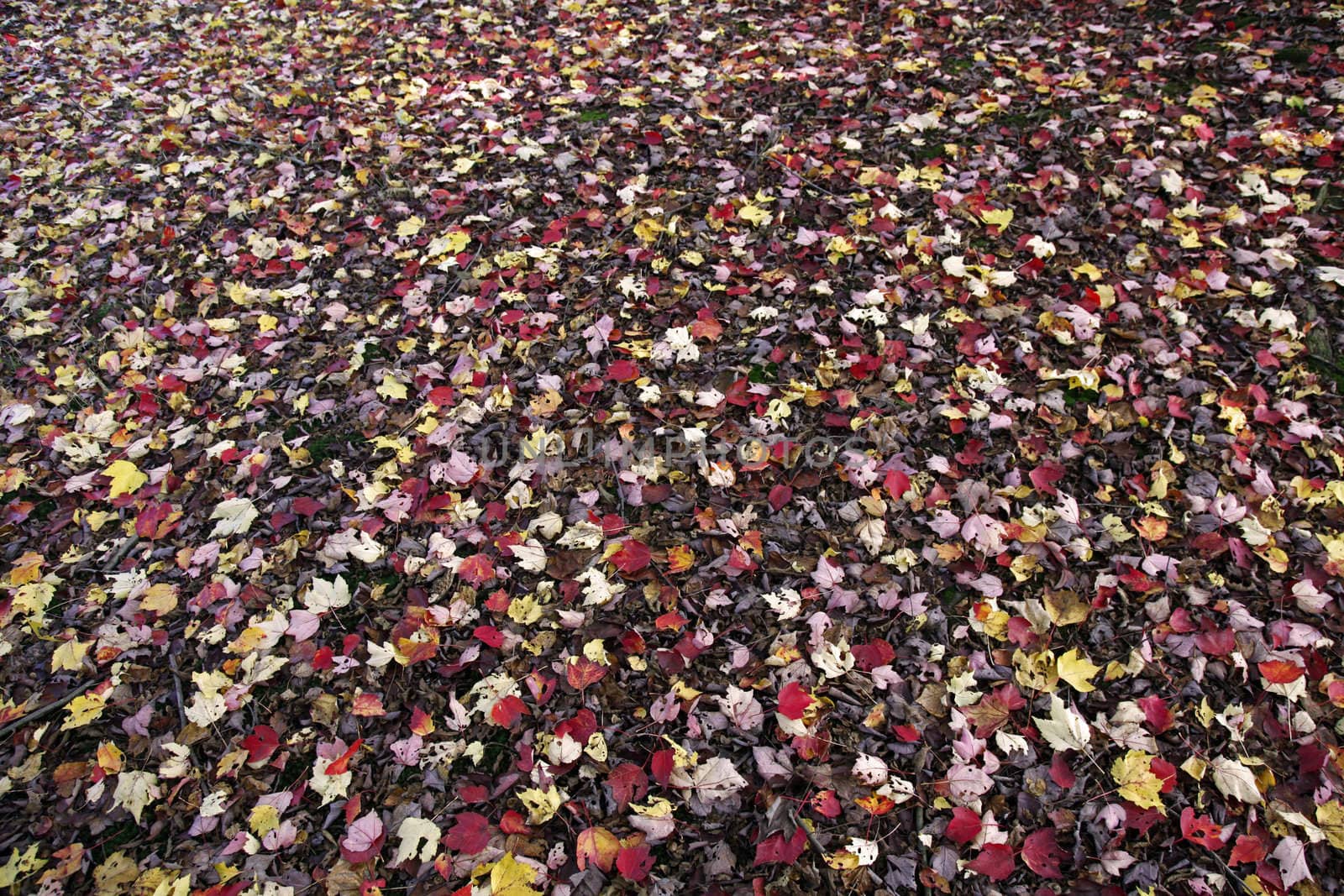 colourful pattern of maple leaves on the forest floor