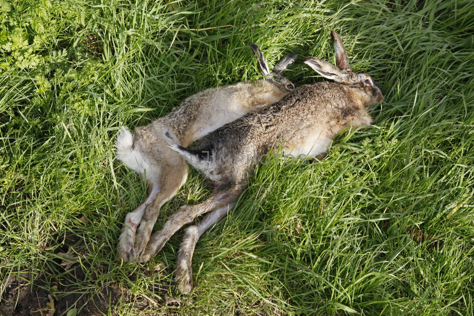 Two shot hares in the grass after the hunt