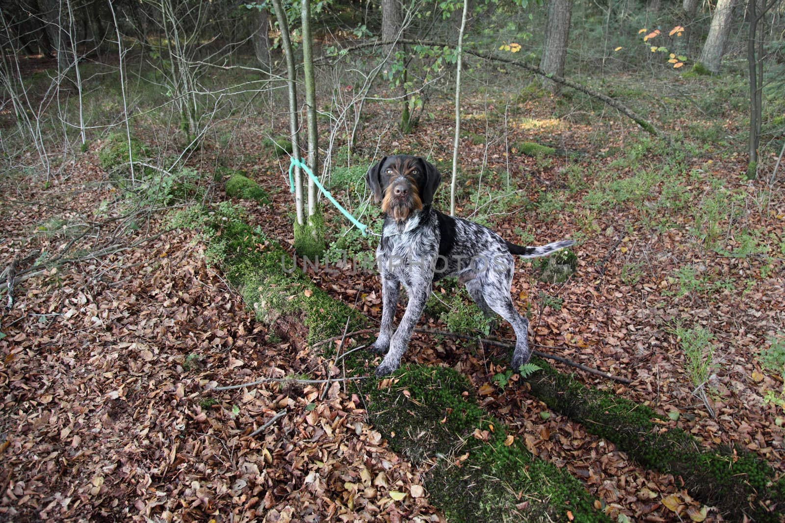 Dog bound to tree in forest