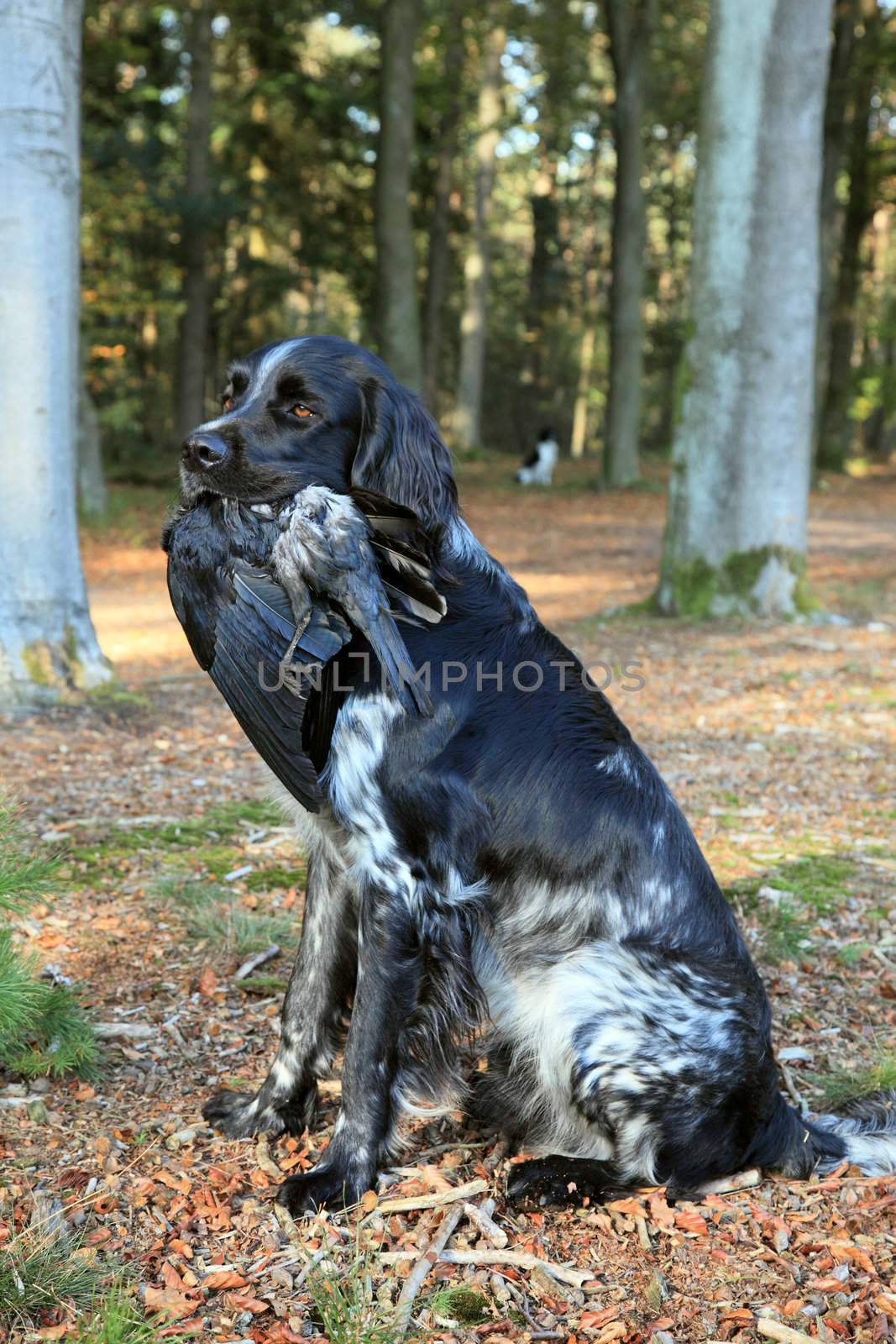 sitting  dog with crow during hunting training in forest