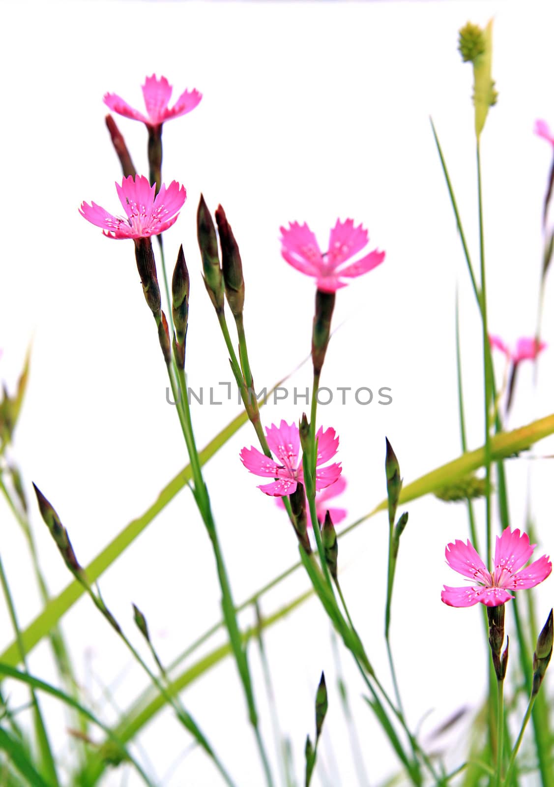 flowerses in herb on white background