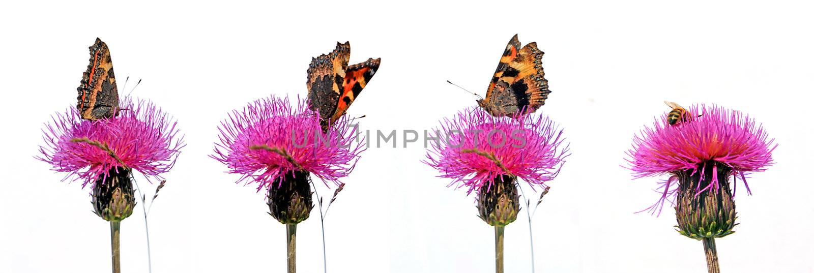 butterfly on flower by basel101658