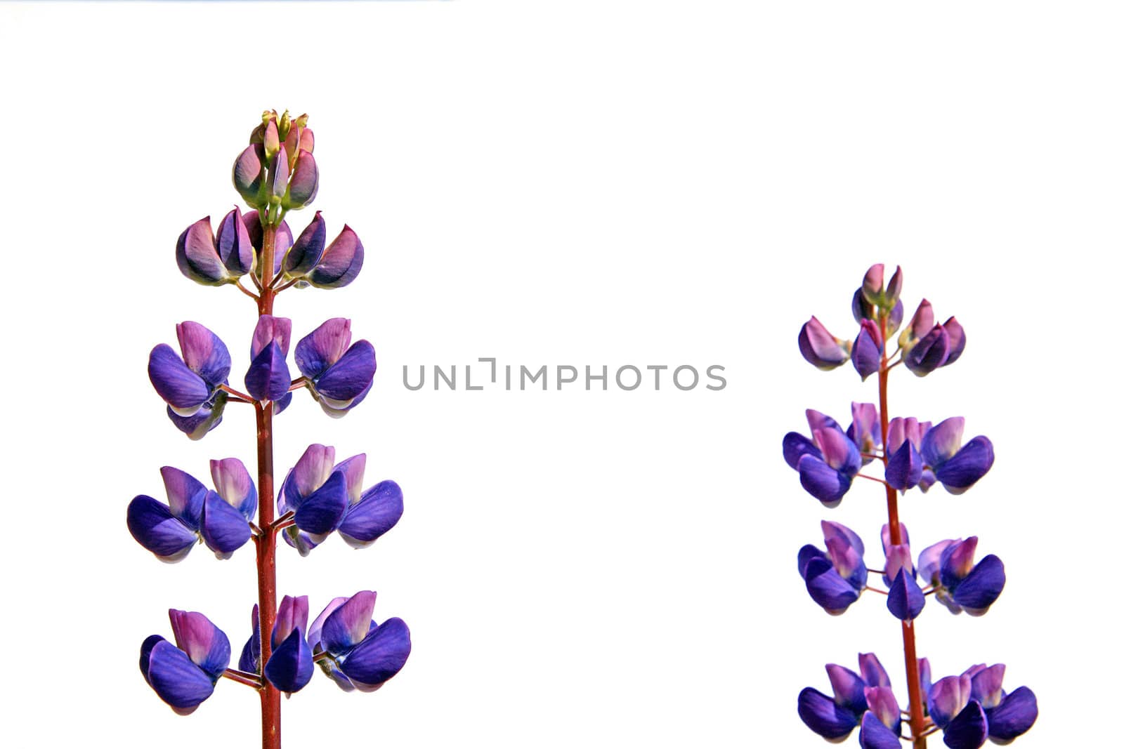 lupines on white background