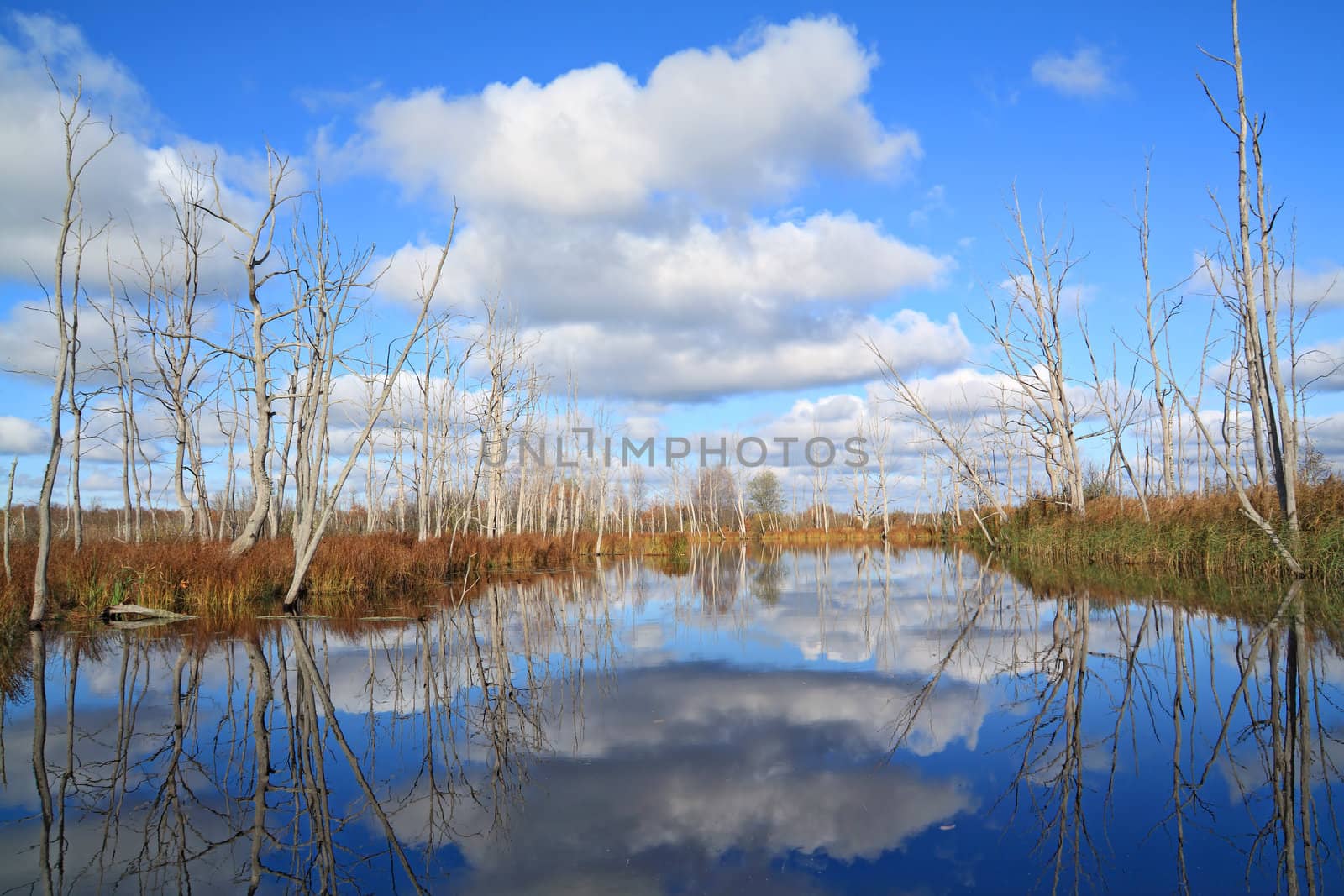 dry wood on coast river