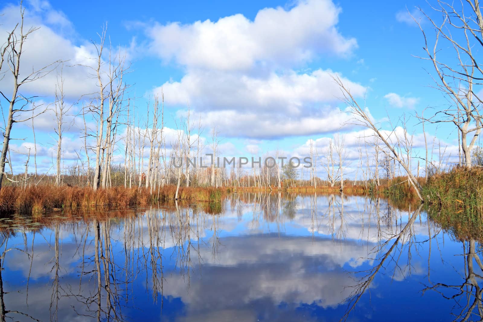 dry wood on coast river