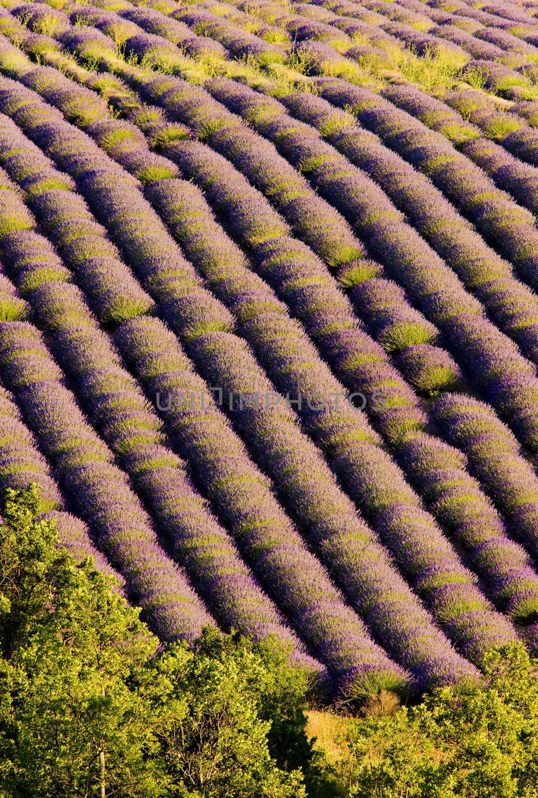 lavender field, Plateau de Valensole, Provence, France