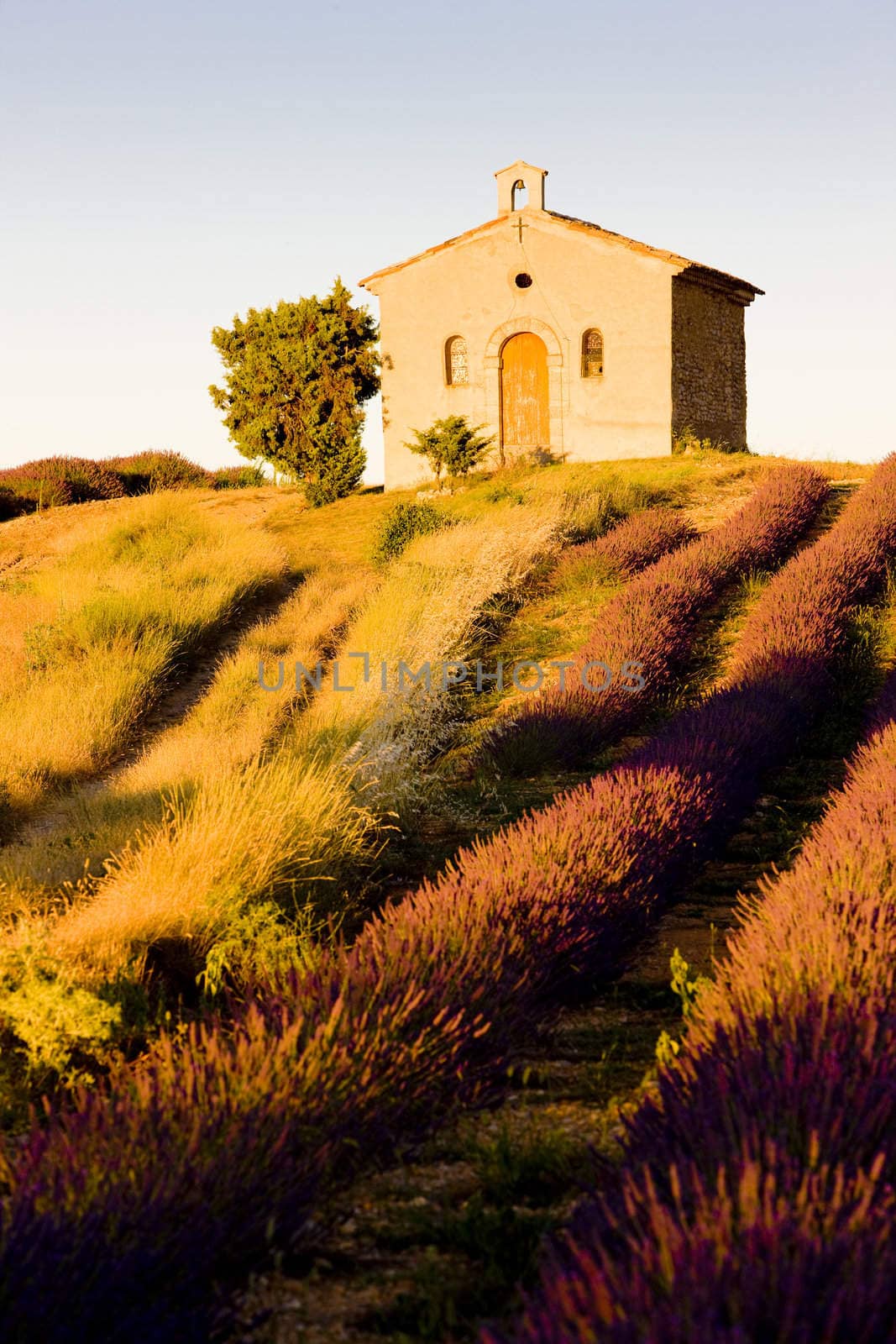 chapel with lavender field, Plateau de Valensole, Provence, France