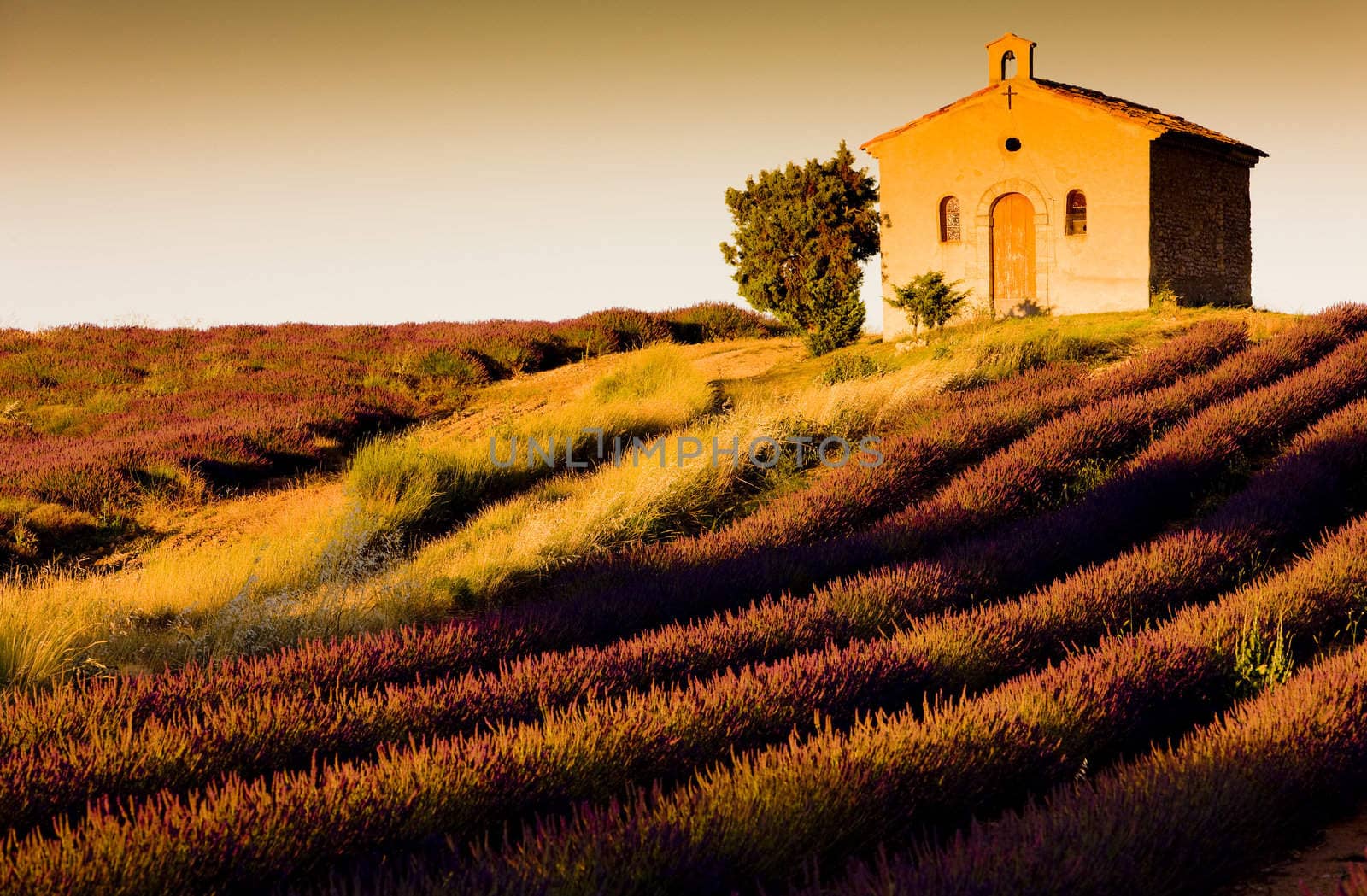 chapel with lavender field, Plateau de Valensole, Provence, France