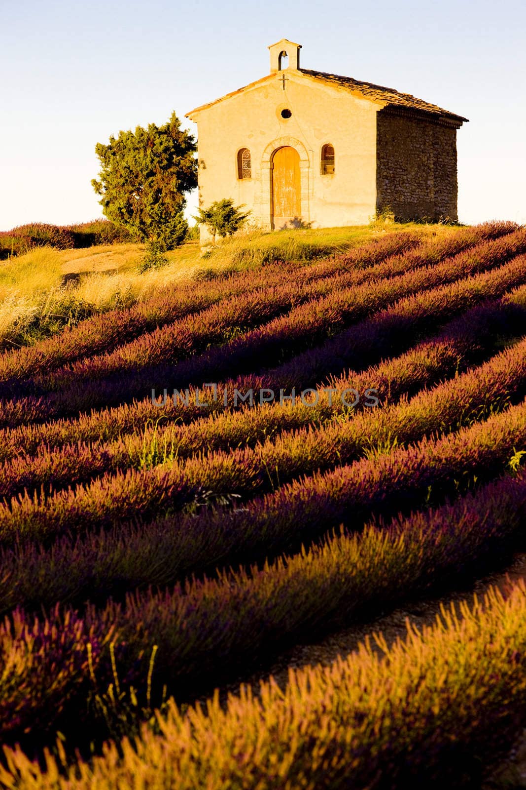 chapel with lavender field, Plateau de Valensole, Provence, France