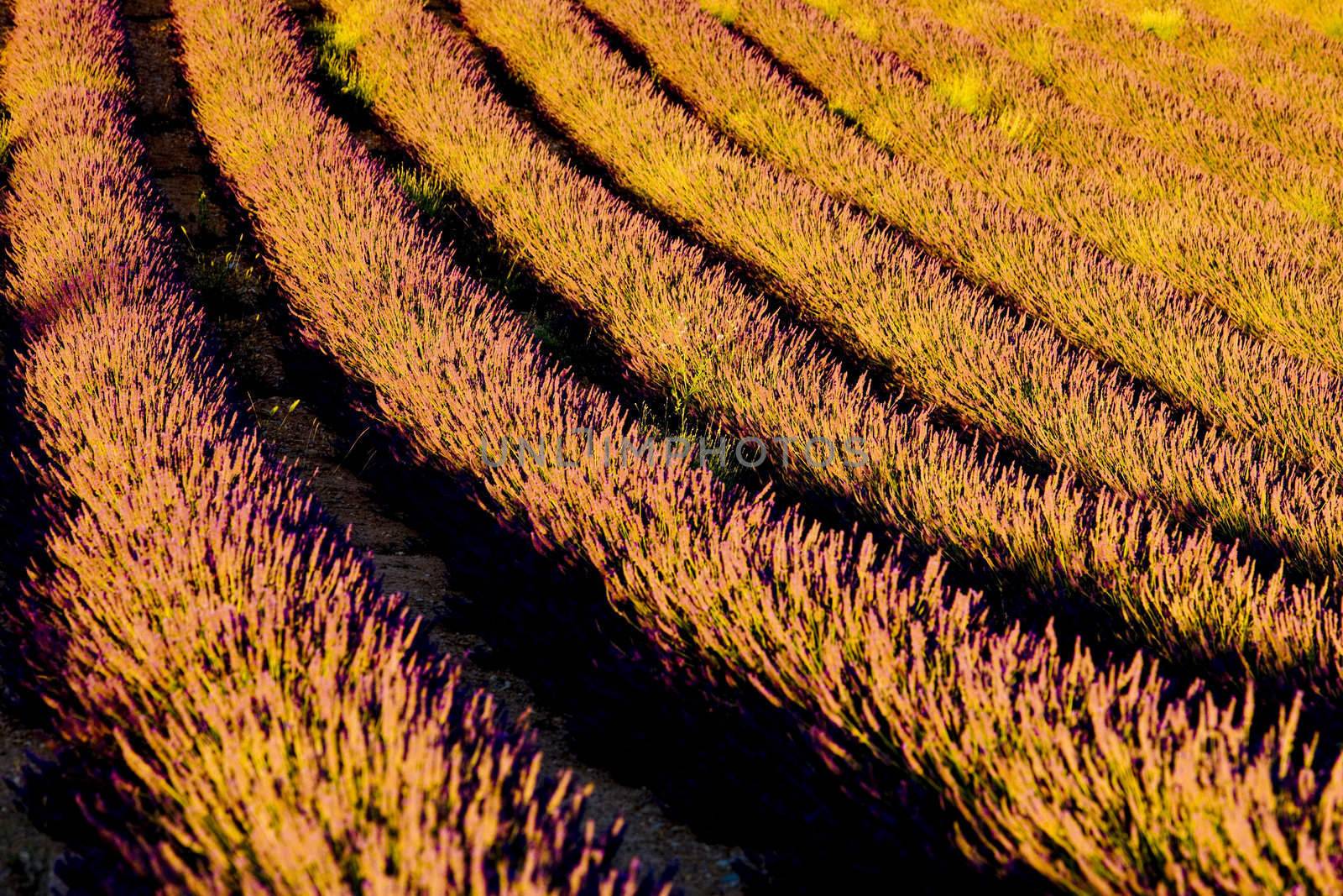 lavender field, Plateau de Valensole, Provence, France