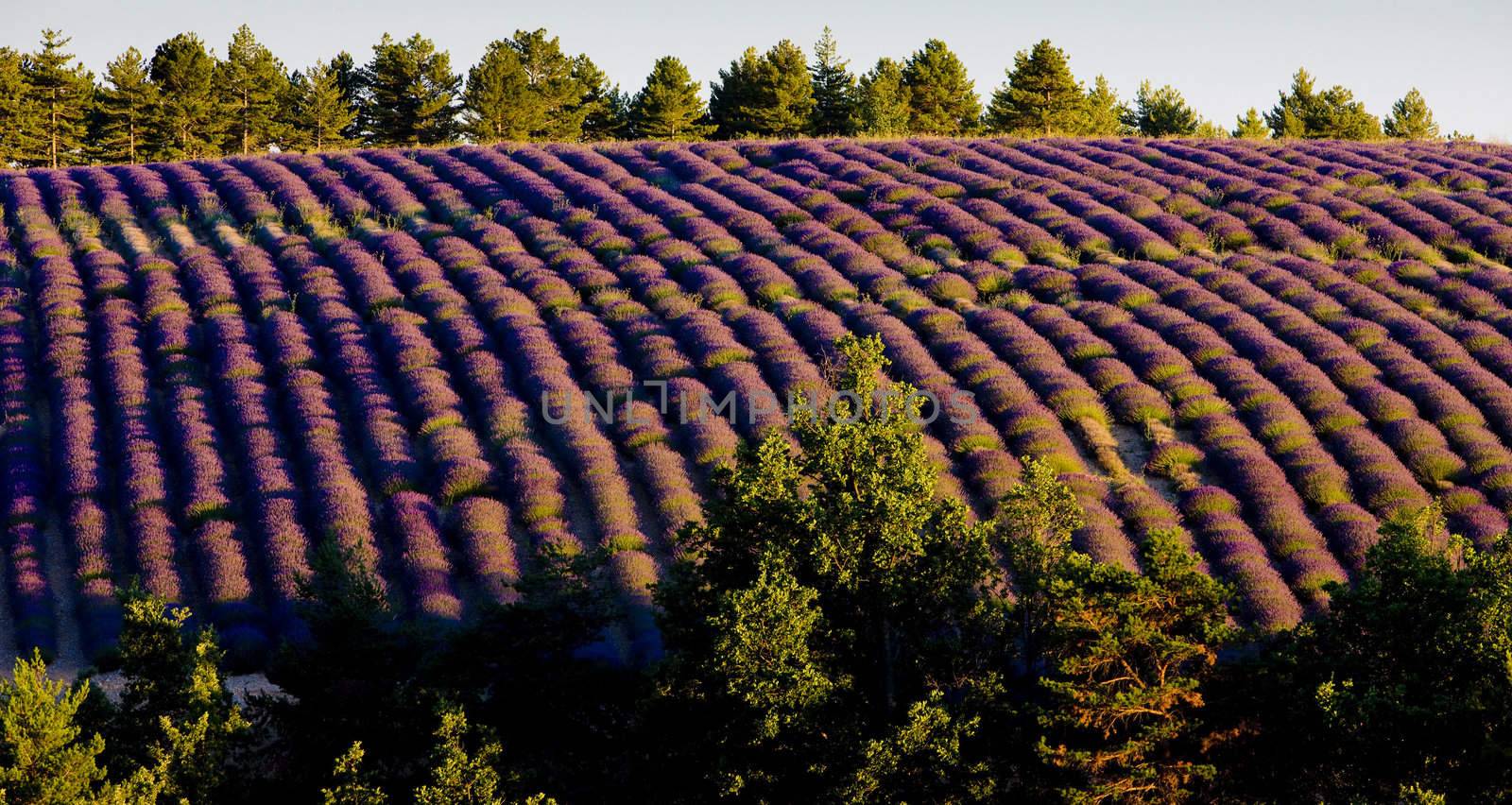 lavender field, Plateau de Valensole, Provence, France
