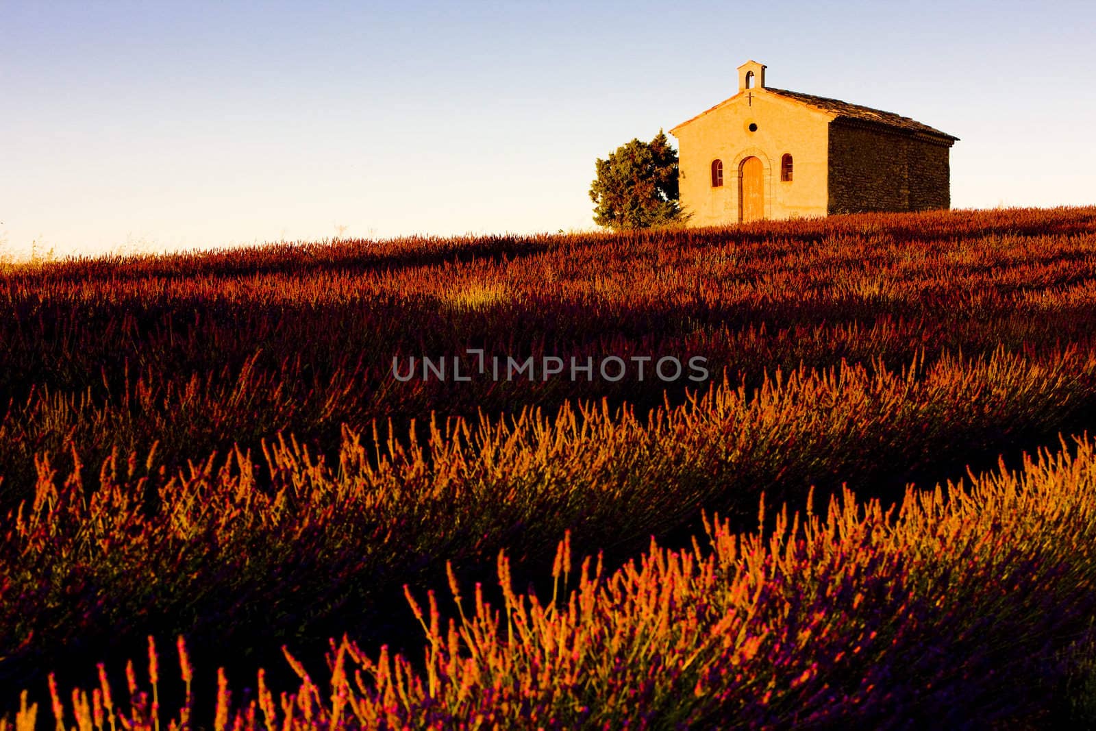 chapel with lavender field, Plateau de Valensole, Provence, France