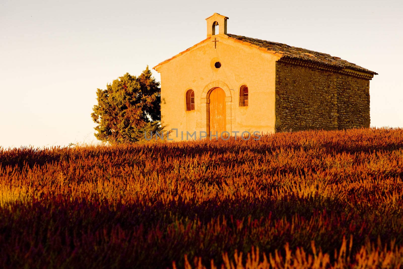 chapel with lavender field, Plateau de Valensole, Provence, France