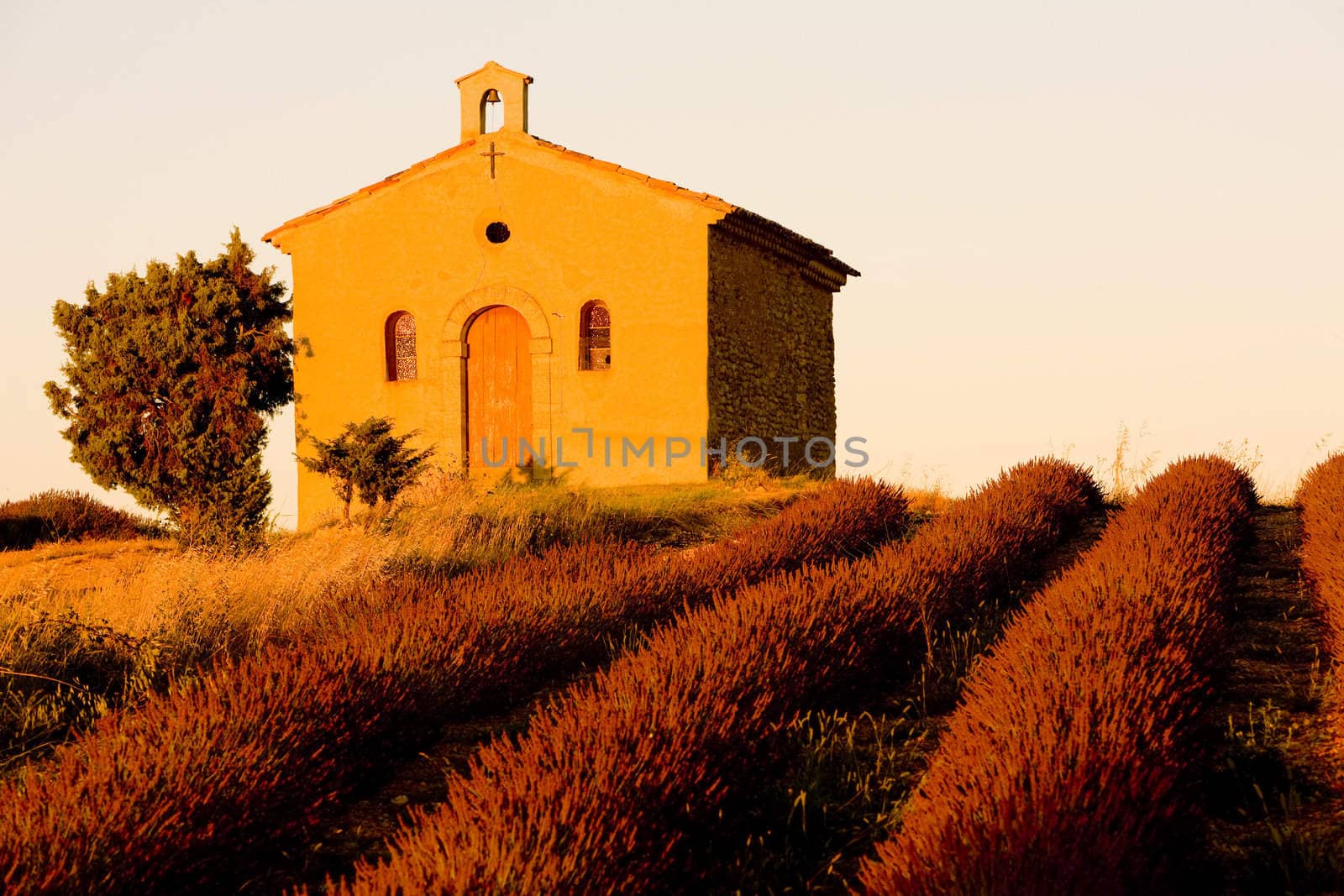 chapel with lavender field, Plateau de Valensole, Provence, France