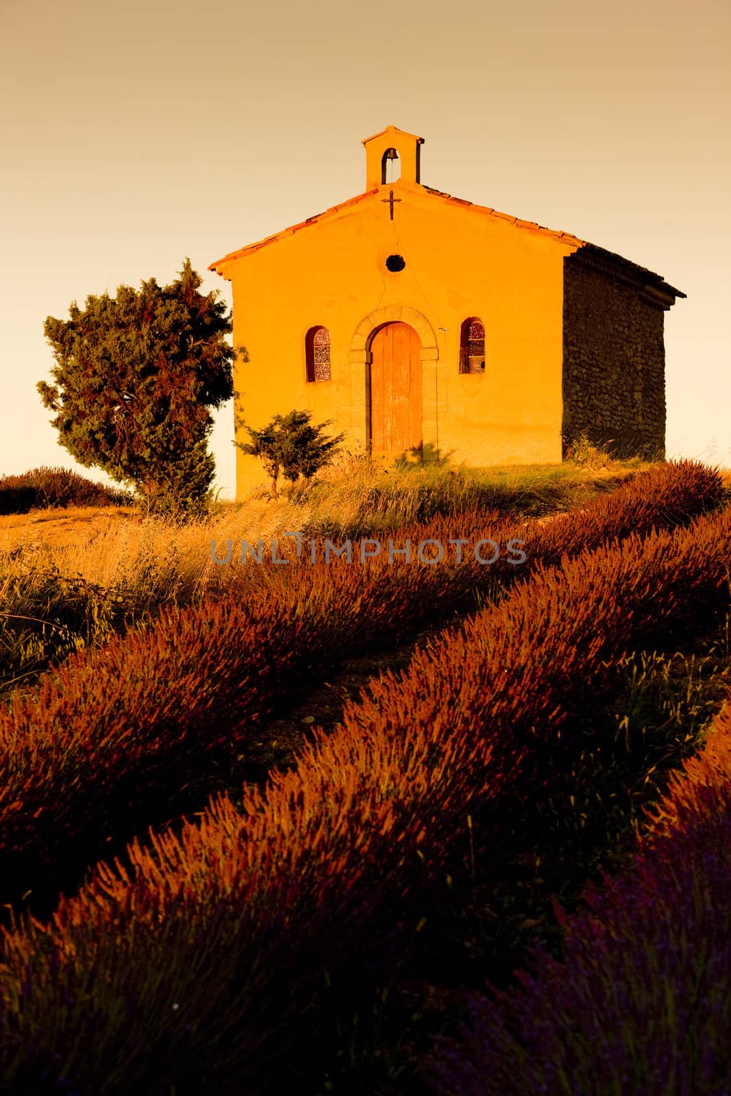 chapel with lavender field, Plateau de Valensole, Provence, France