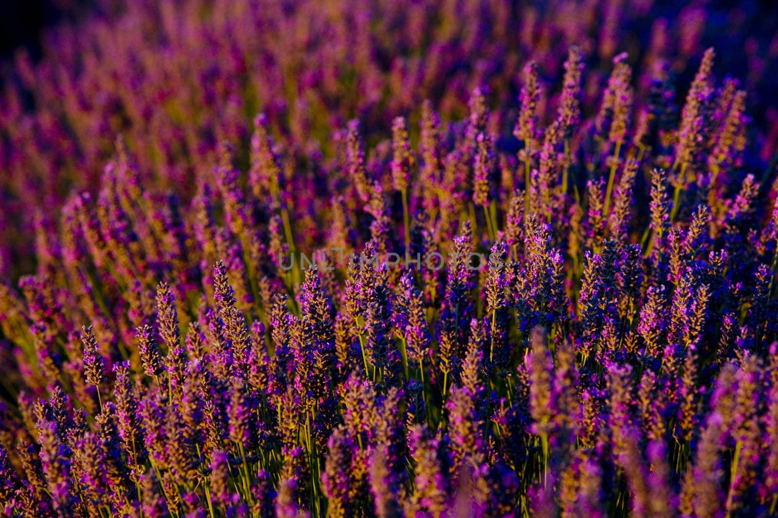 lavender field, Plateau de Valensole, Provence, France
