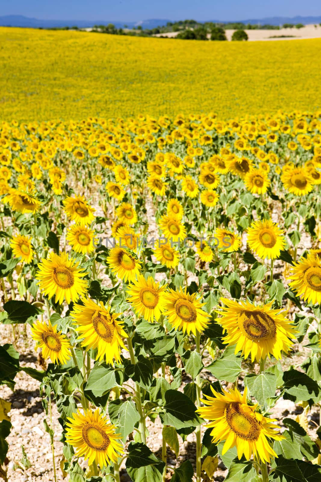 sunflower field, Provence, France