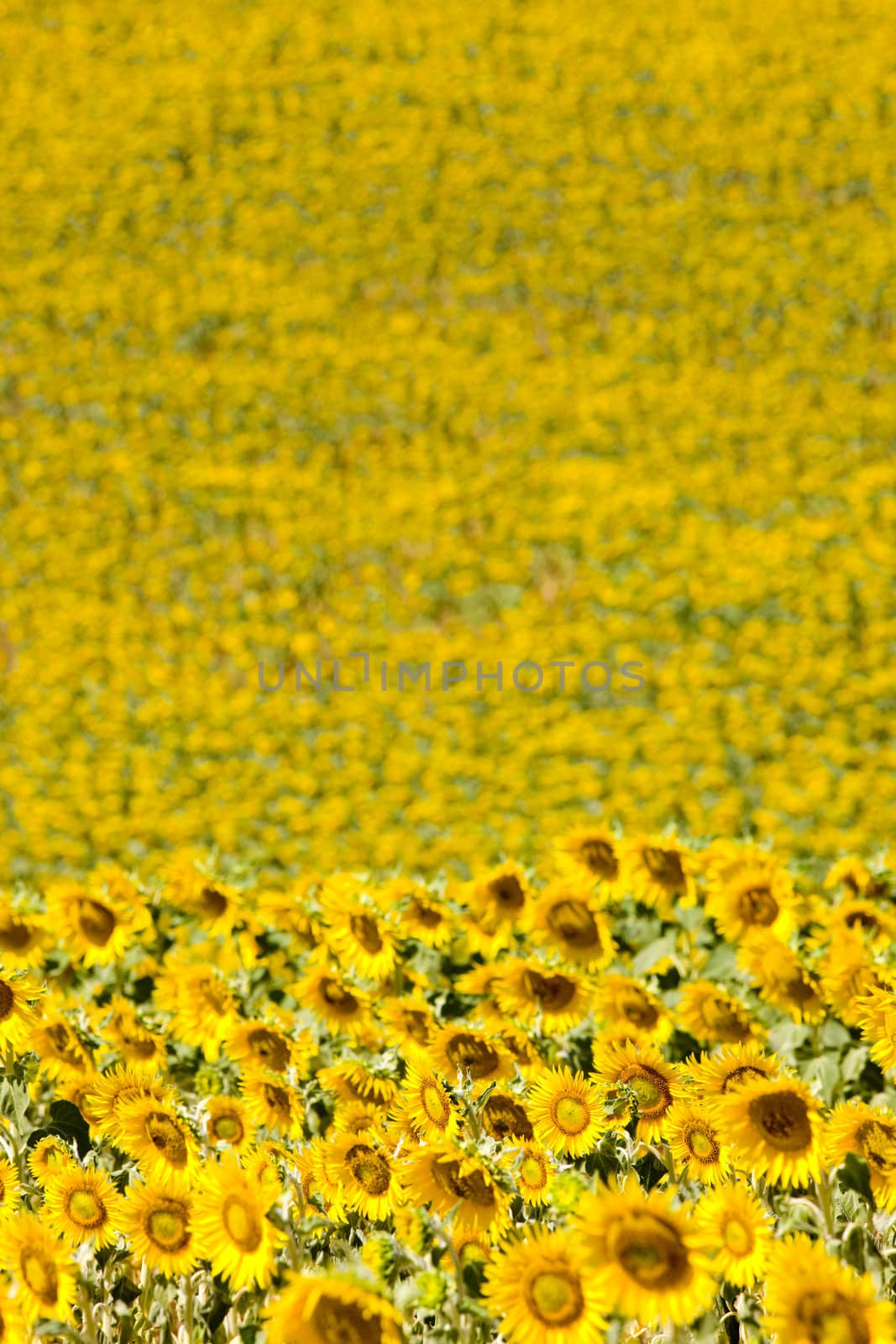 sunflower field, Provence, France