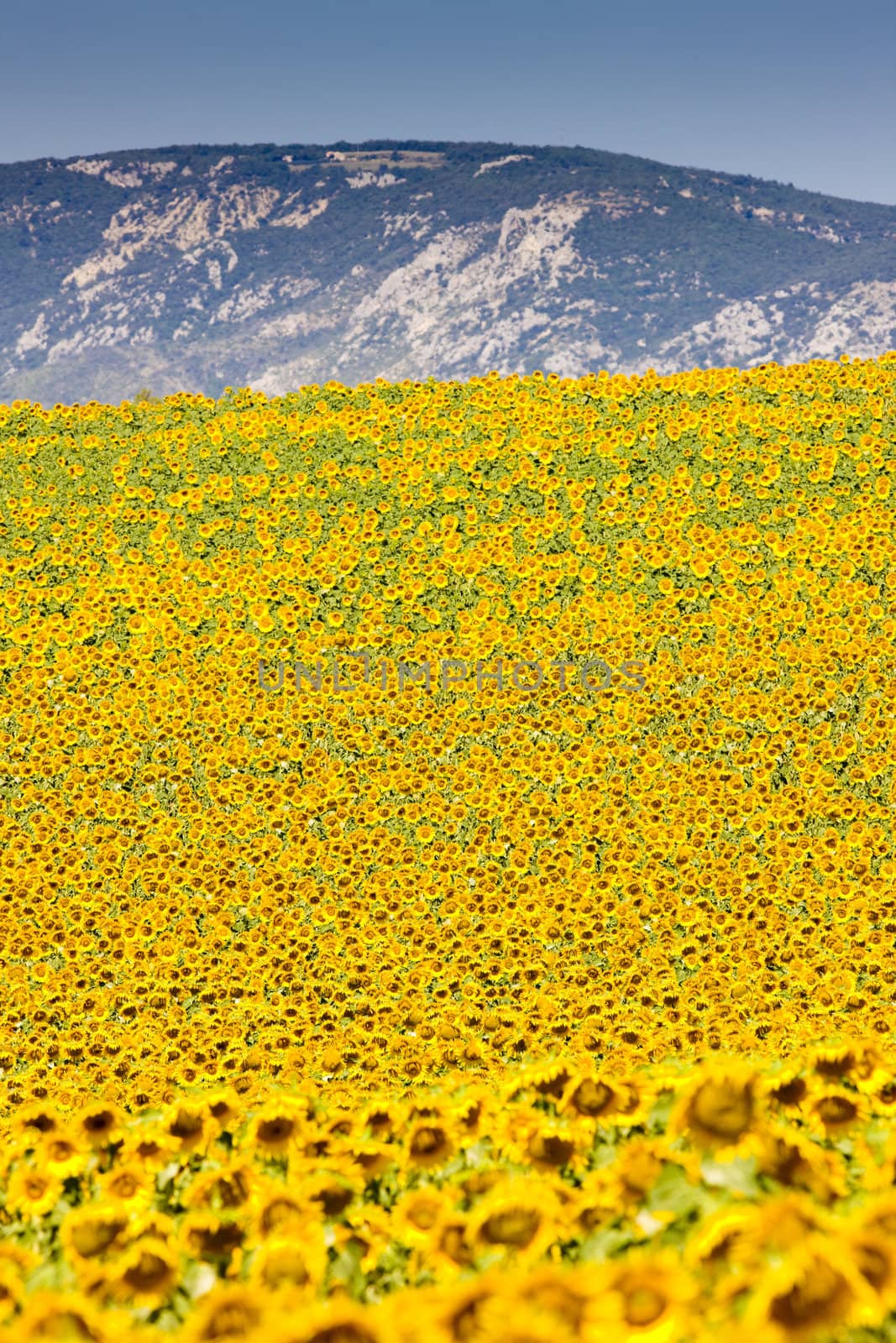 sunflower field, Provence, France