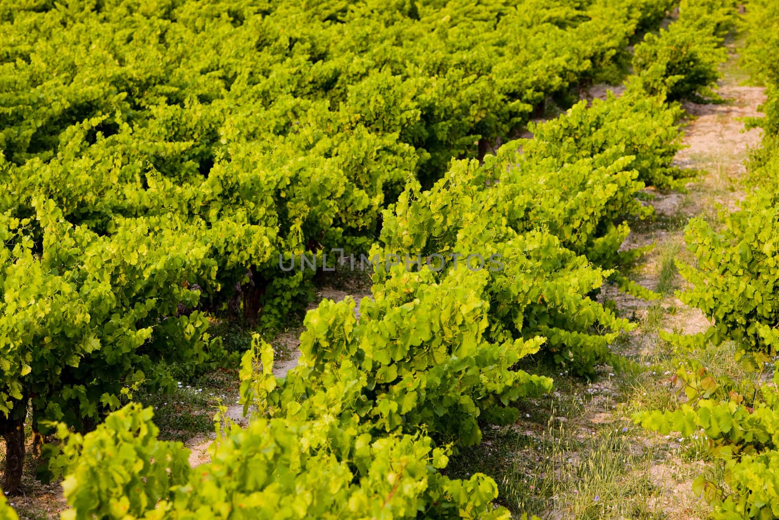vineyard, Provence, France