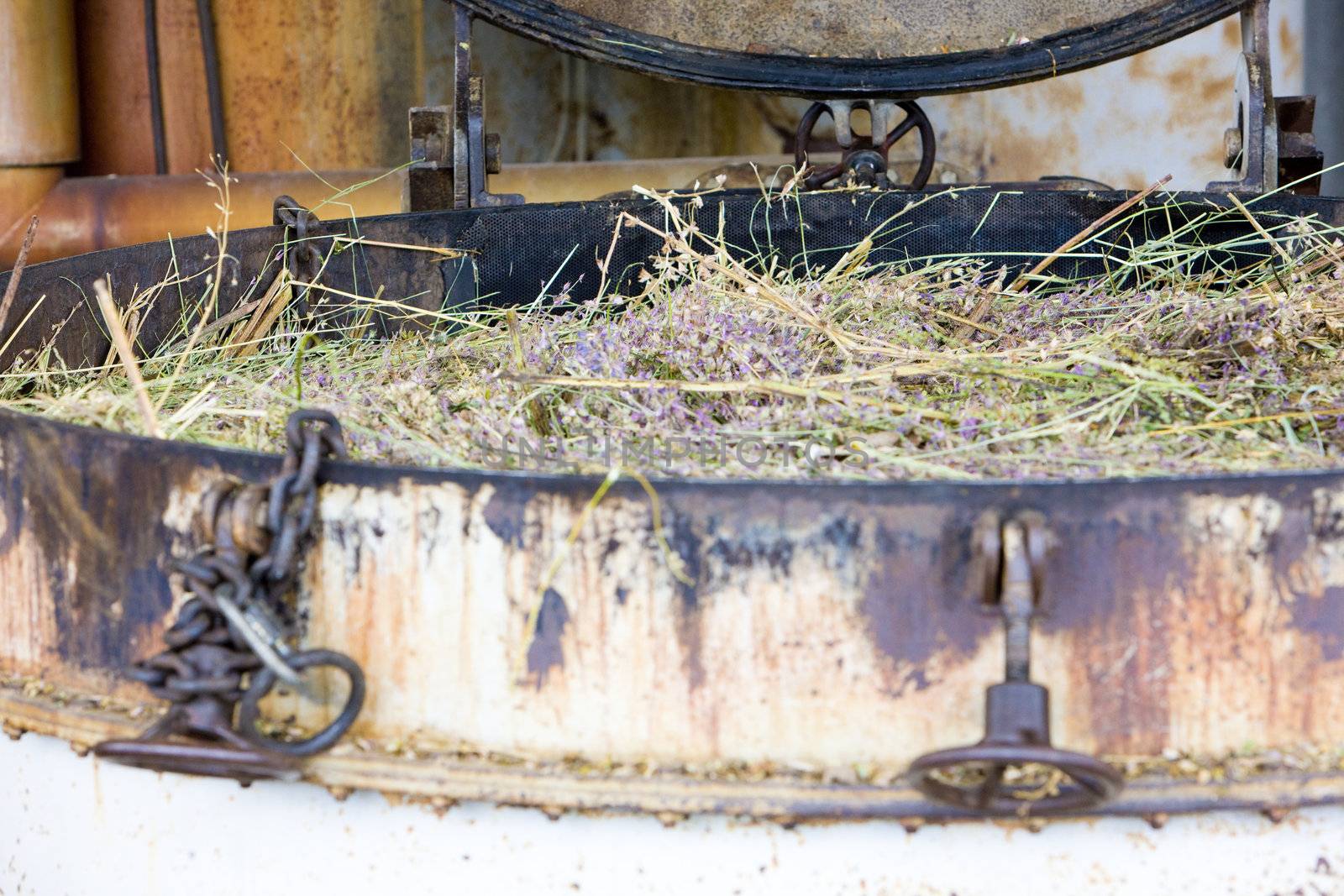 lavender distillery, Provence, France