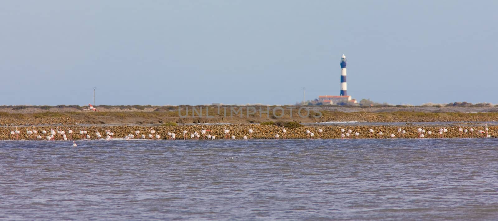 Parc Regional de Camargue, Provence, France