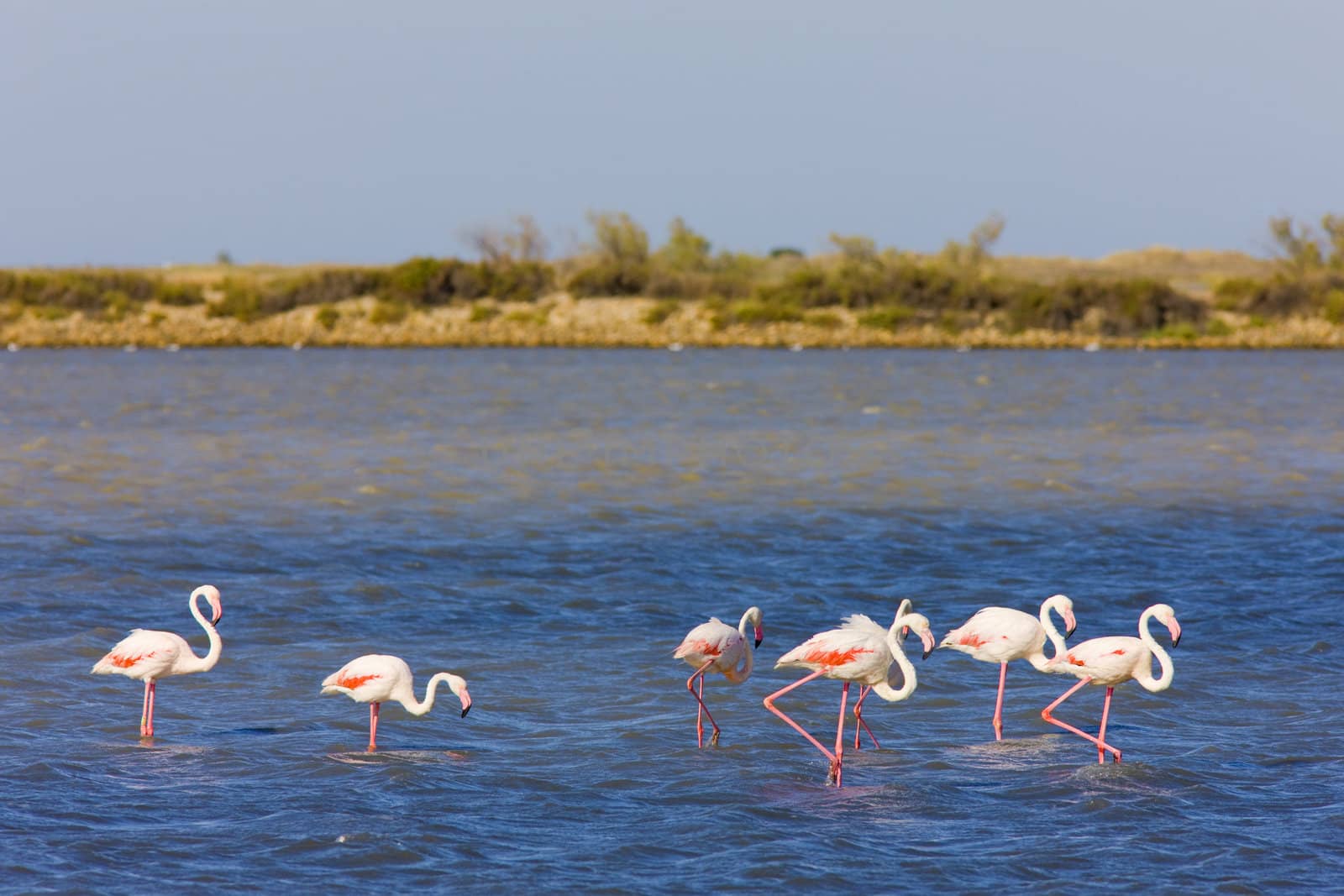 flamingos, Parc Regional de Camargue, Provence, France