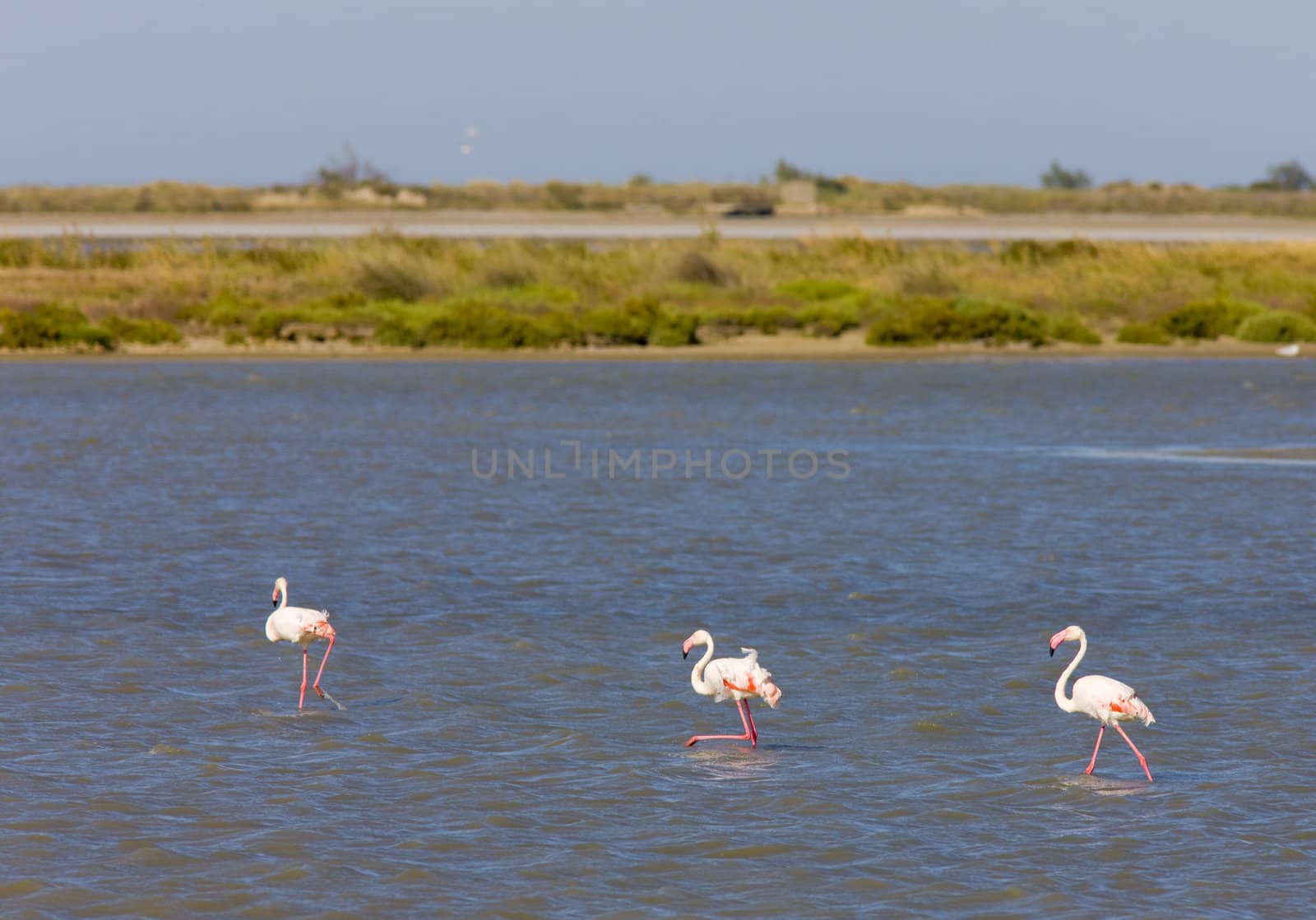 flamingos, Parc Regional de Camargue, Provence, France