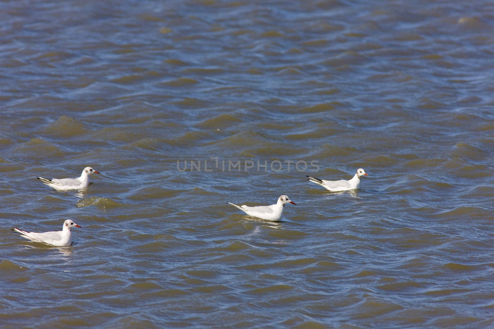 sea gulls, Parc Regional de Camargue, Provence, France