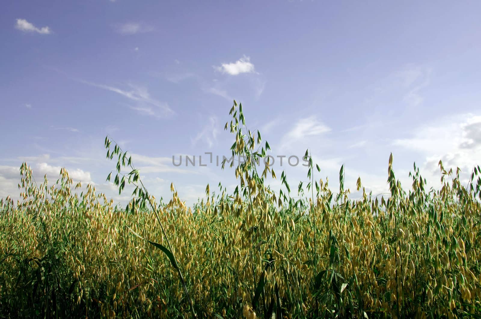 The field of oat. by murysia