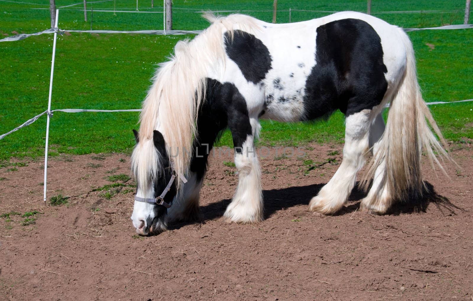 White-black horse grazing in the pasture.