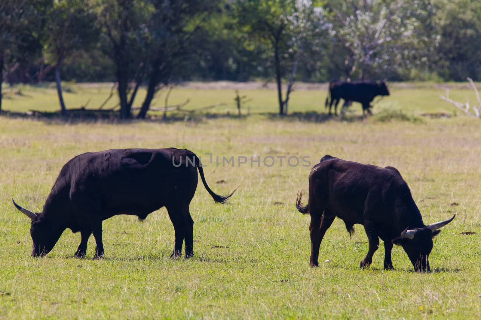 bulls, Parc Regional de Camargue, Provence, France