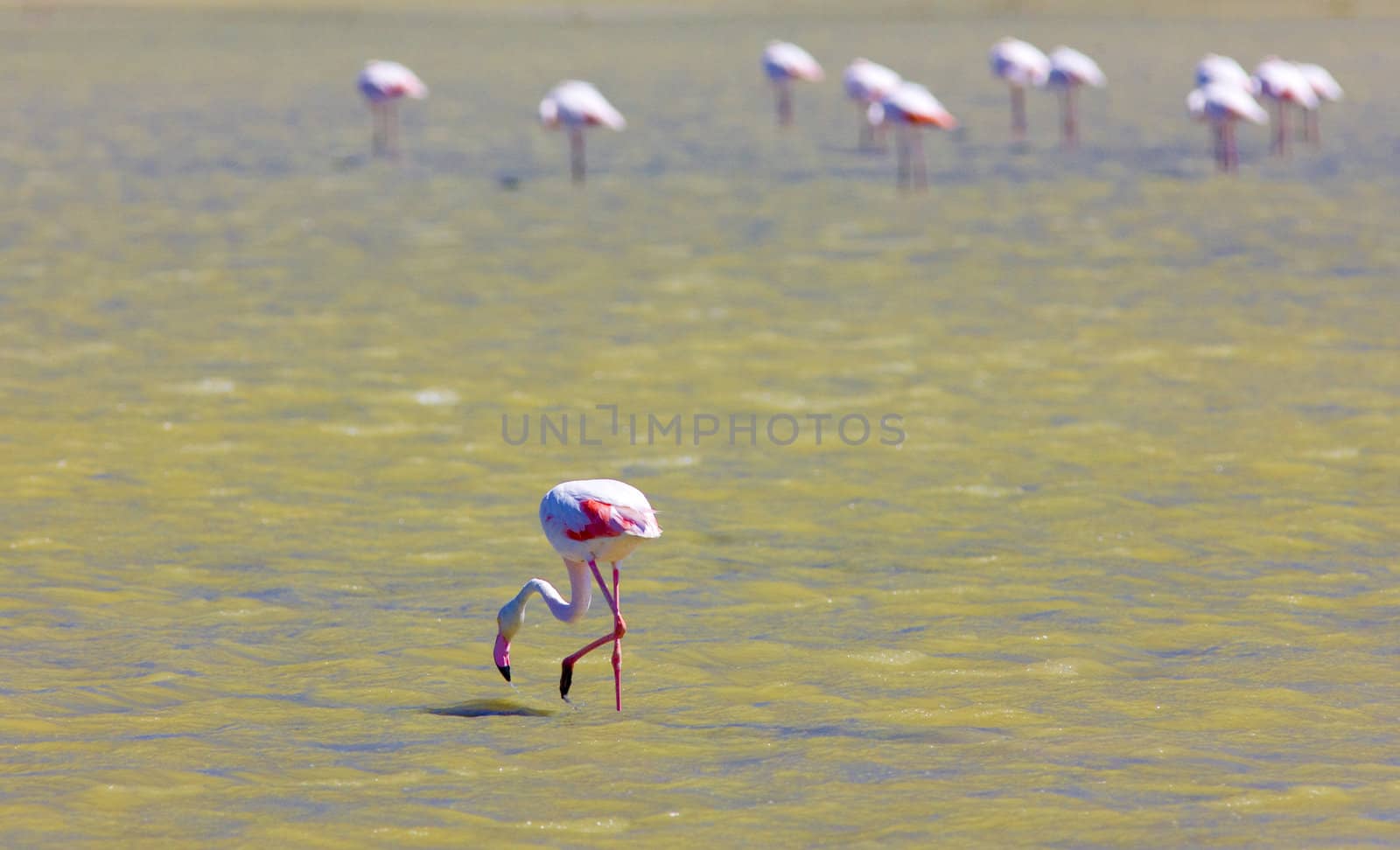 flamingos, Parc Regional de Camargue, Provence, France