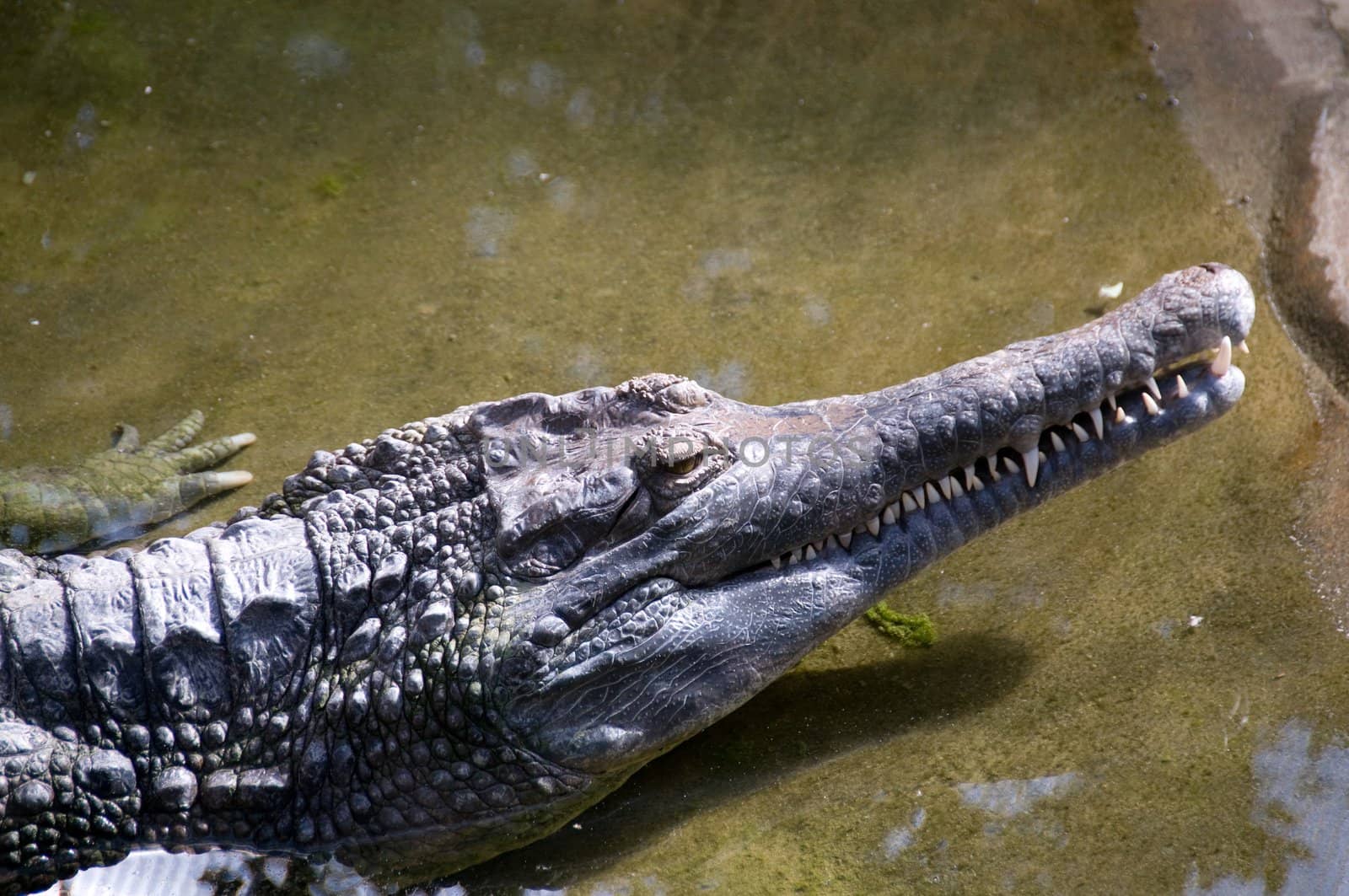 Dreamy smile  of crocodile.