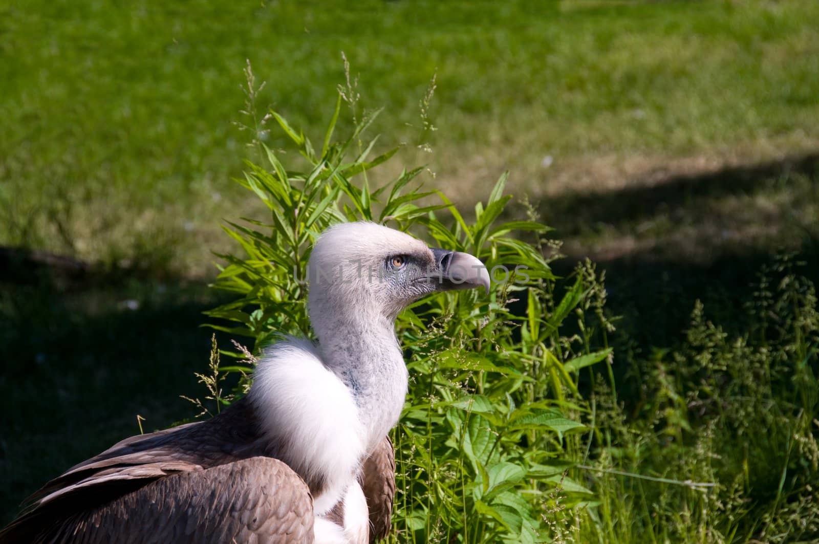 Portrait of a griffin.