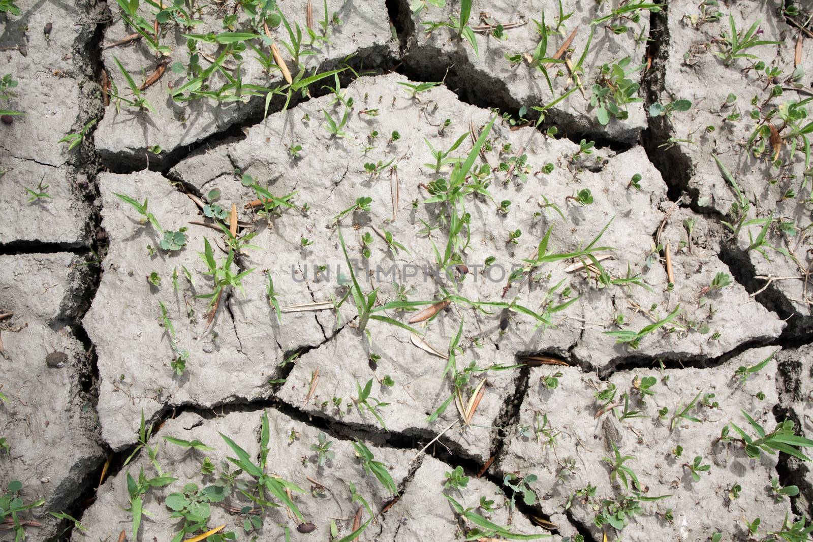 Closeup of a stretch of cracked, parched, dry land with some green grass coming through despite the drought. Photo can be used as a background.