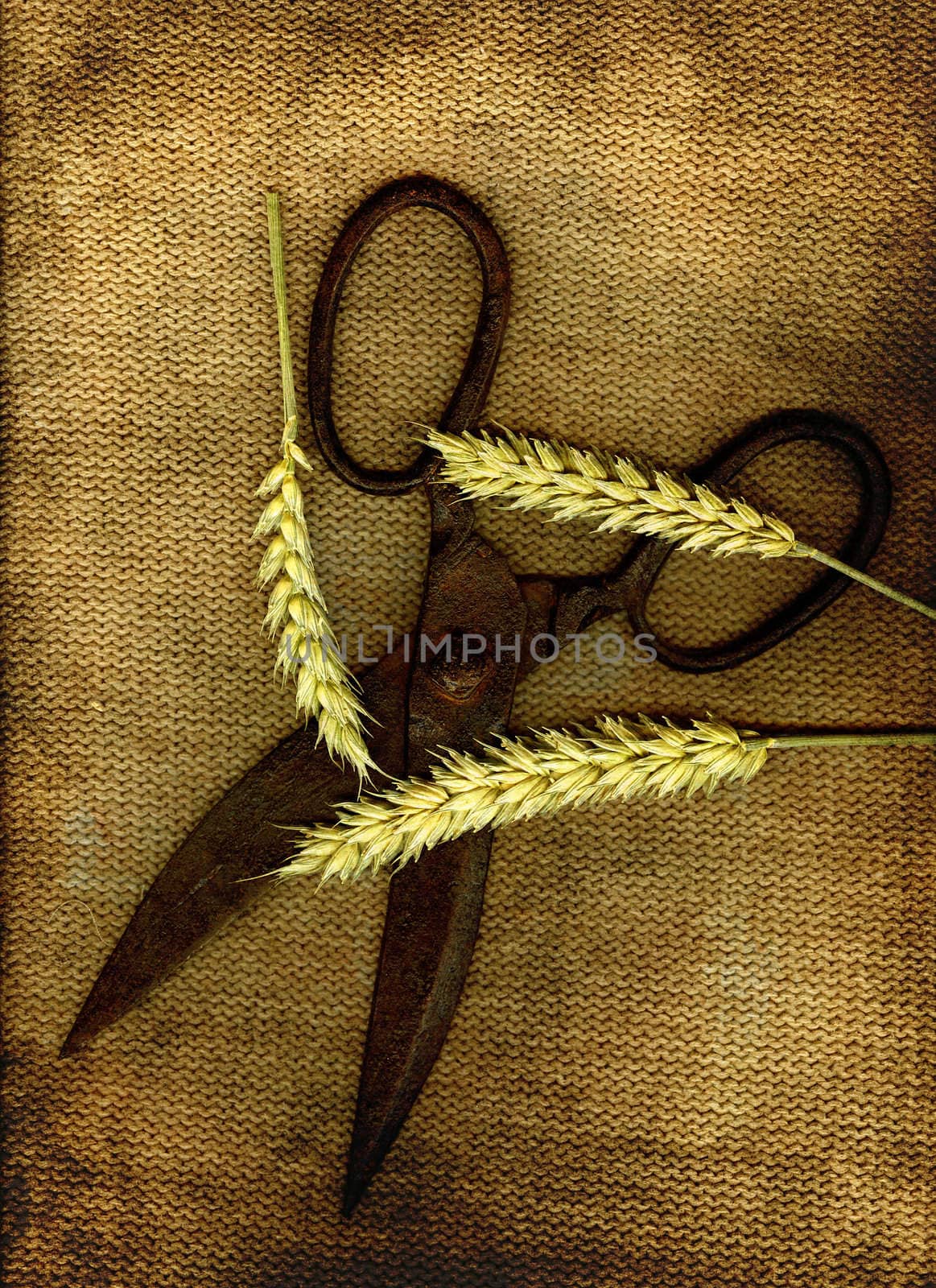A pair of old scissors with three sticks of wheat in grunge.