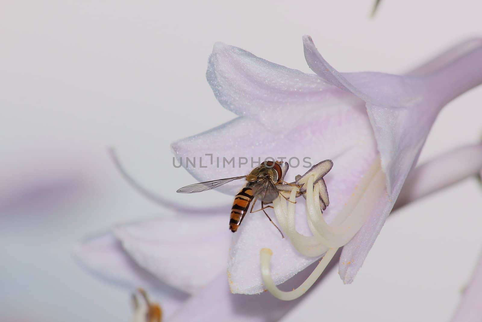 Macro of flower with flower fly