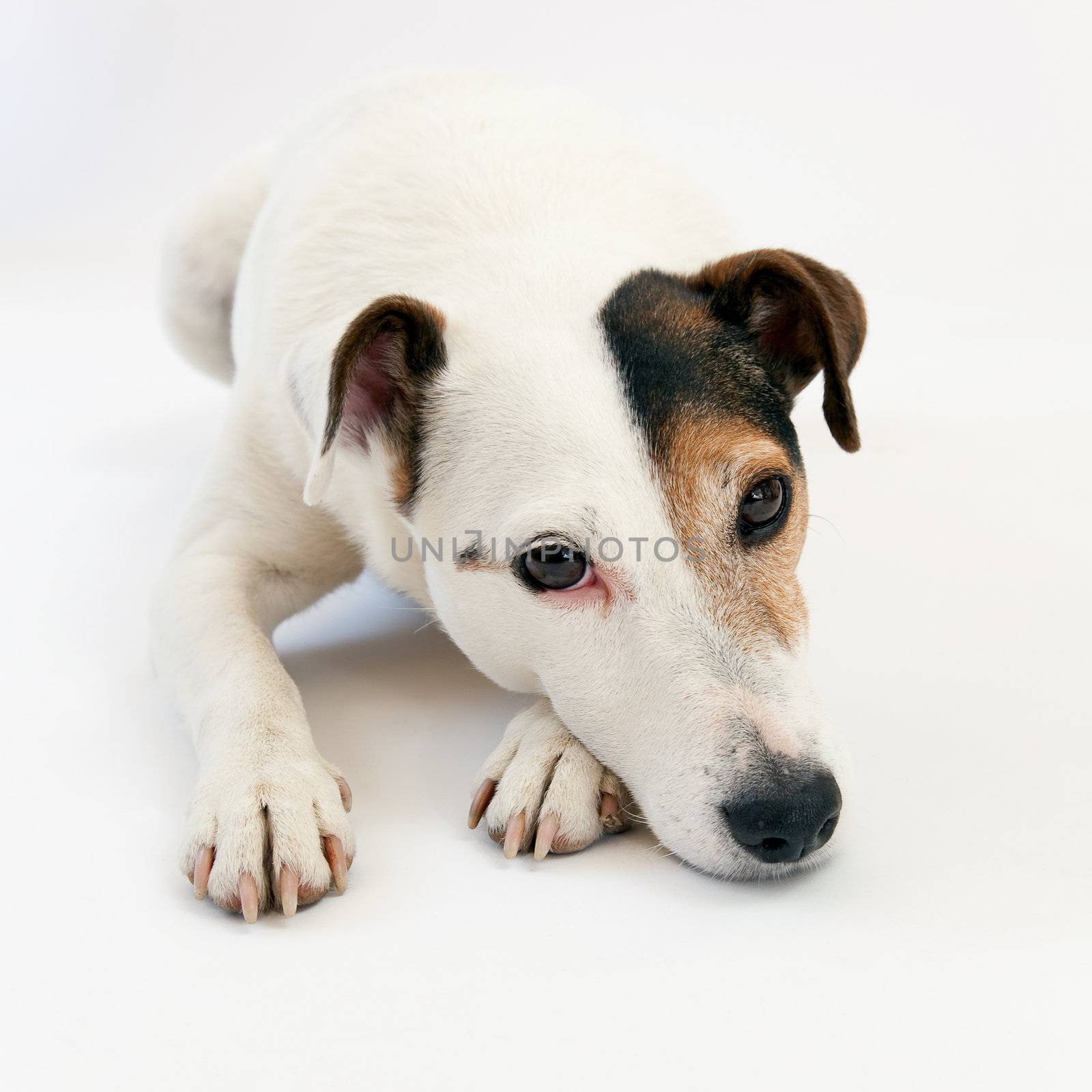 Portrait of jack russell slept on white background.