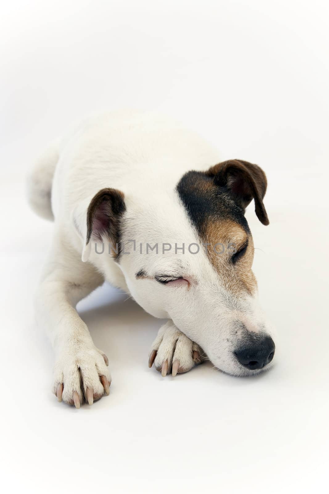 Portrait of a jack russell dog asleep on a white background.