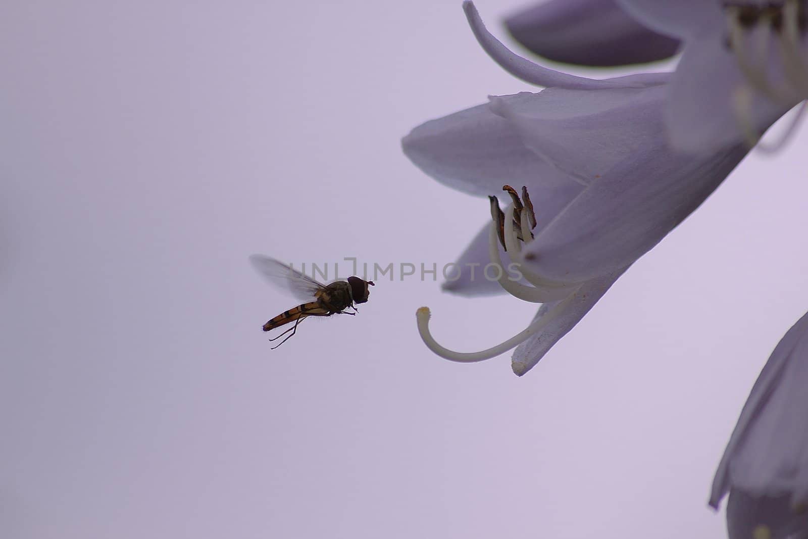 Macro of summer fly