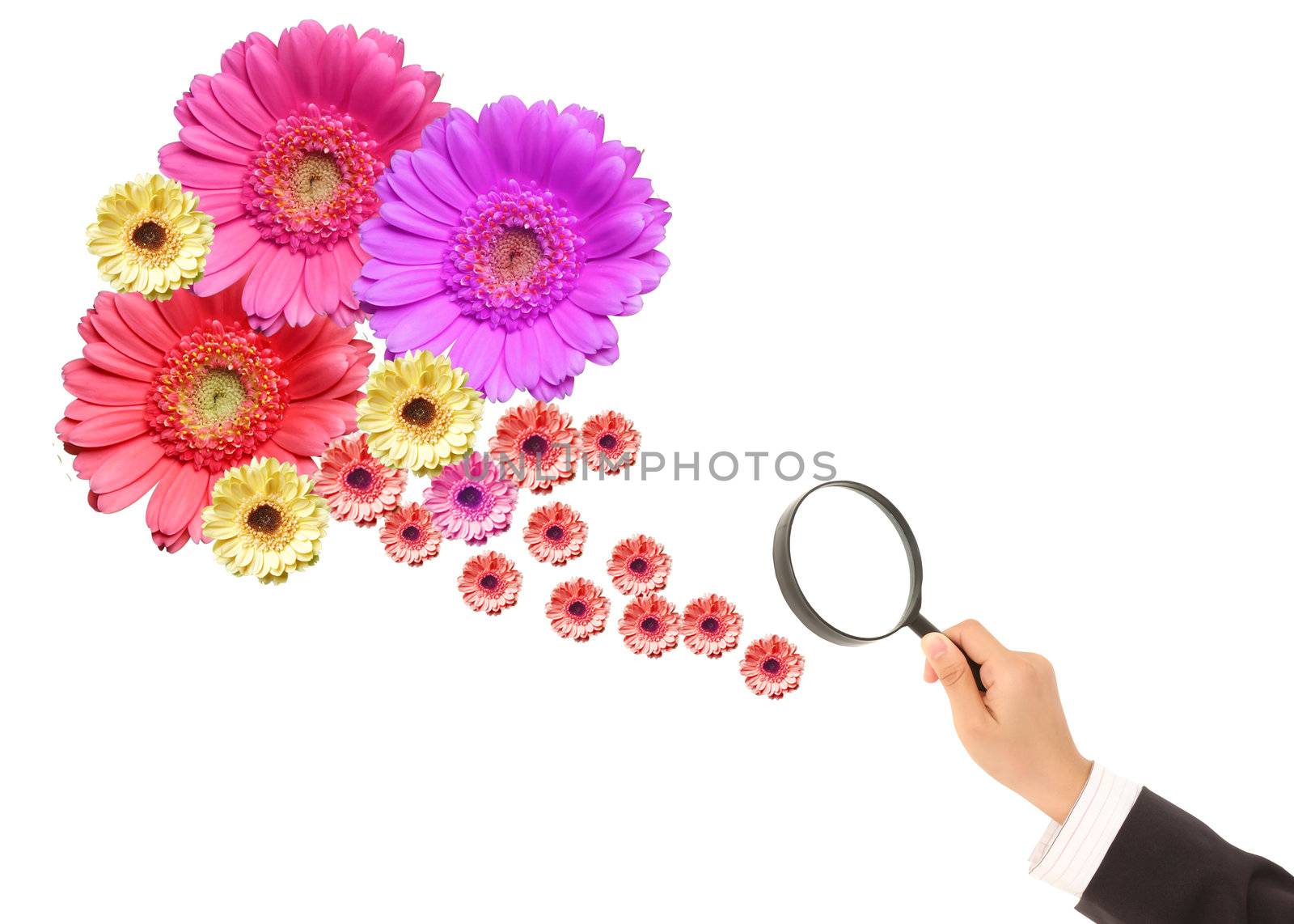 flower and magnifying glass on a white background.