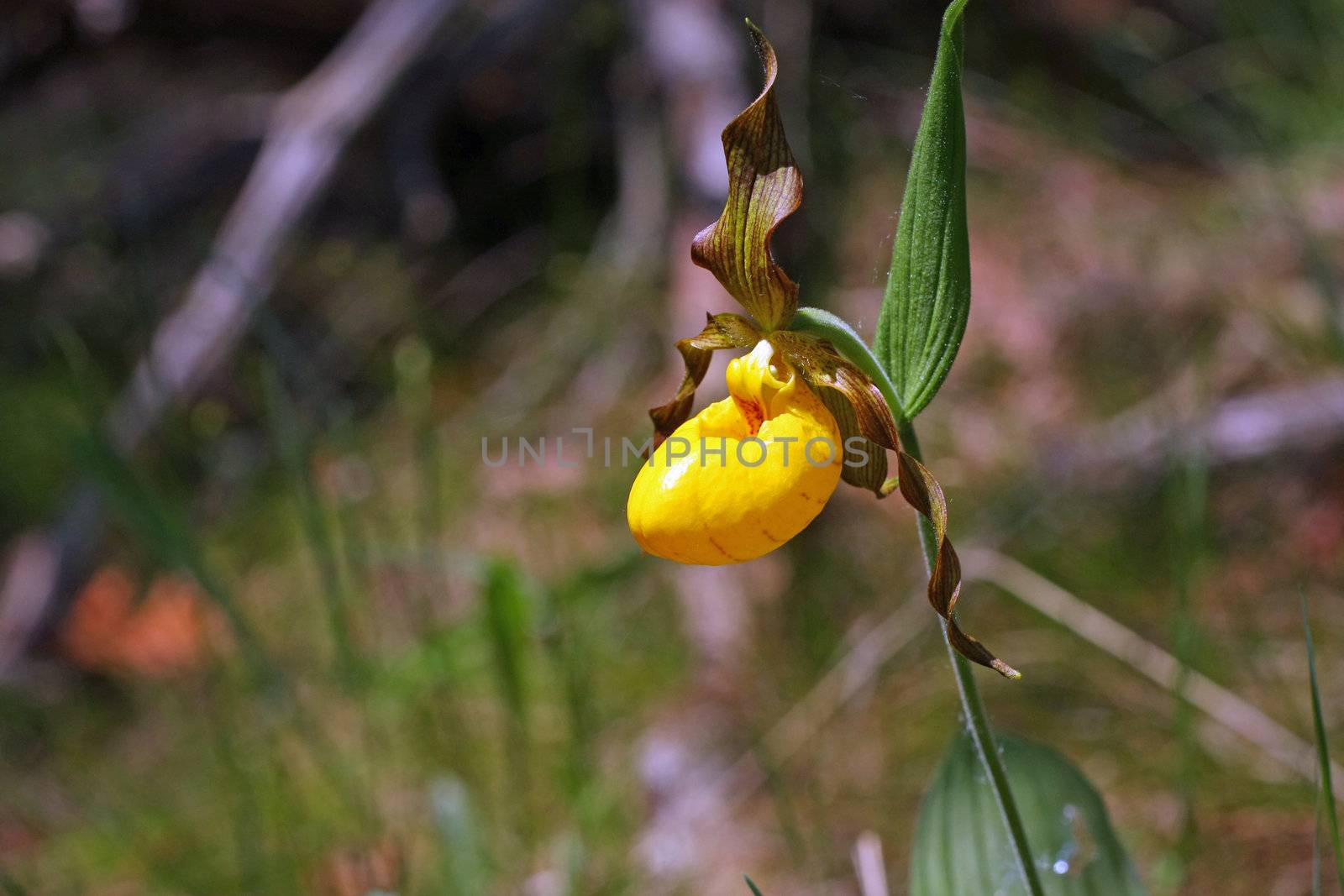 Yellow Lady Slipper Flower In MacGregor Point Provincial Park