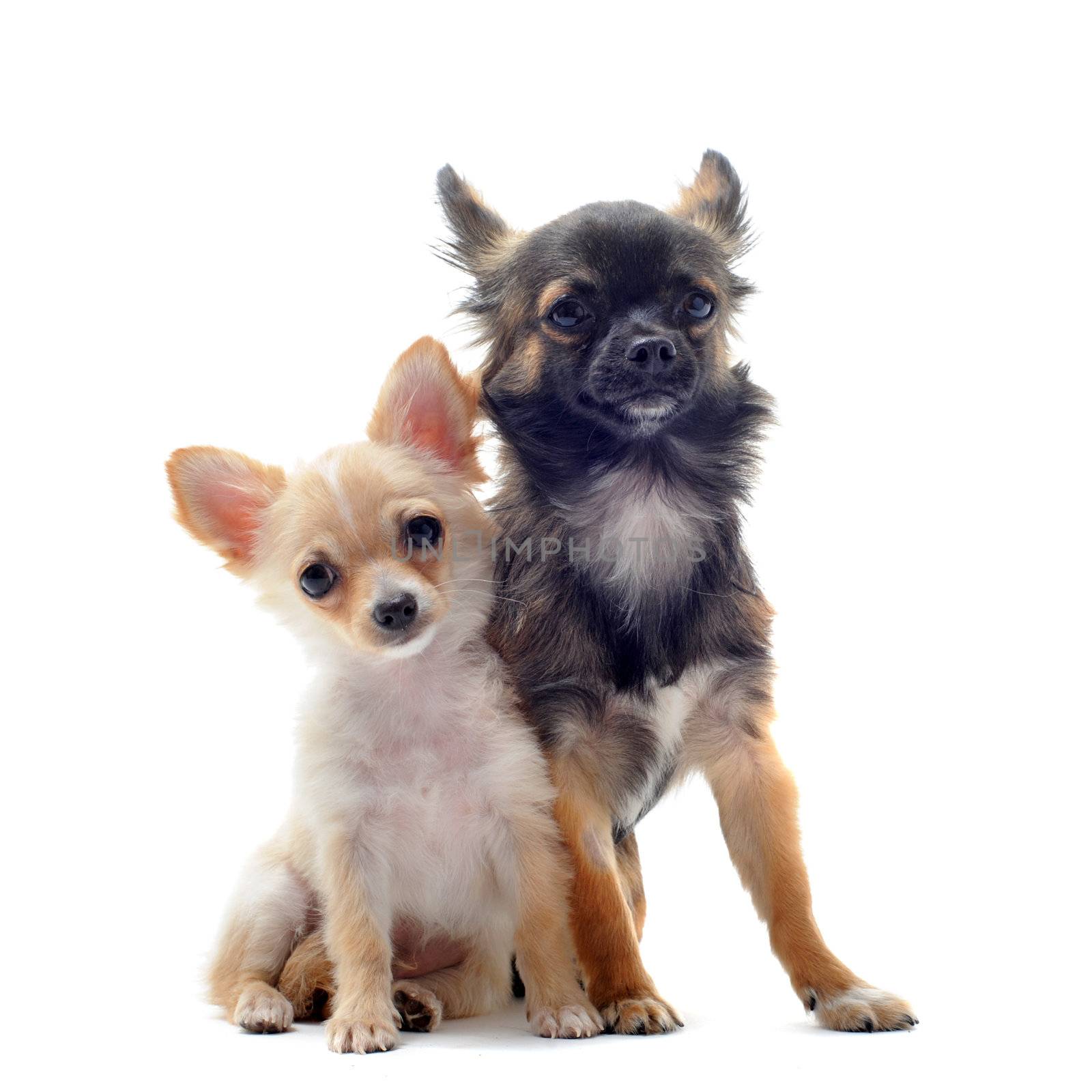 portrait of a cute purebred  puppy and adult chihuahua in front of white background