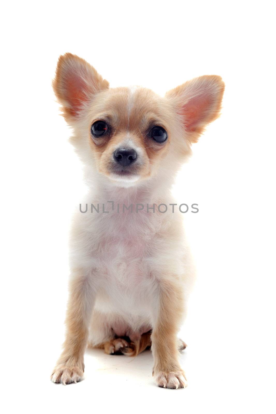 portrait of a cute purebred  puppy chihuahua in front of white background