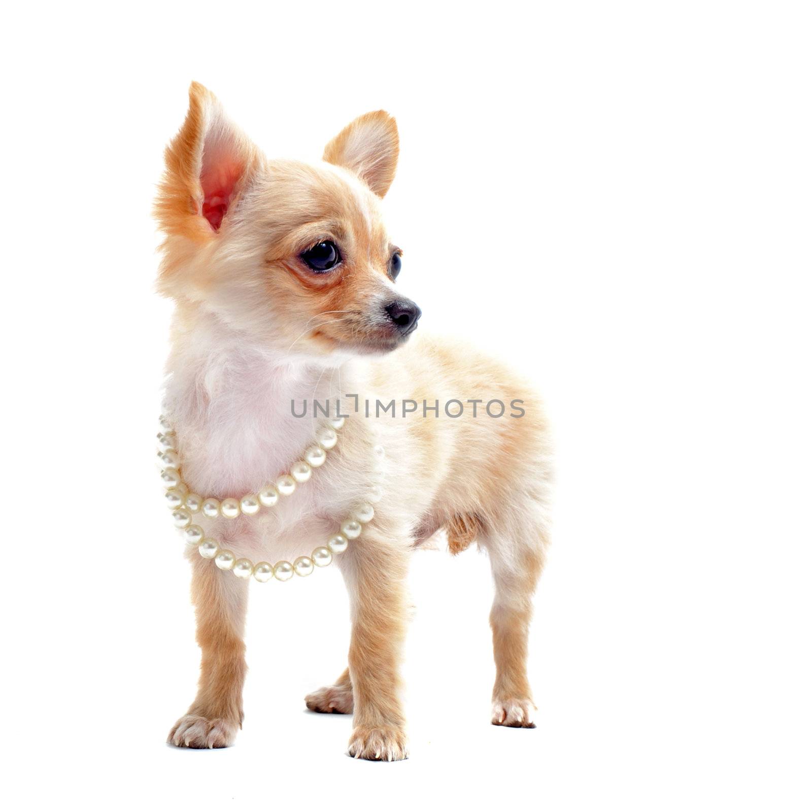 portrait of a cute purebred chihuahua with pearl collar in front of white background