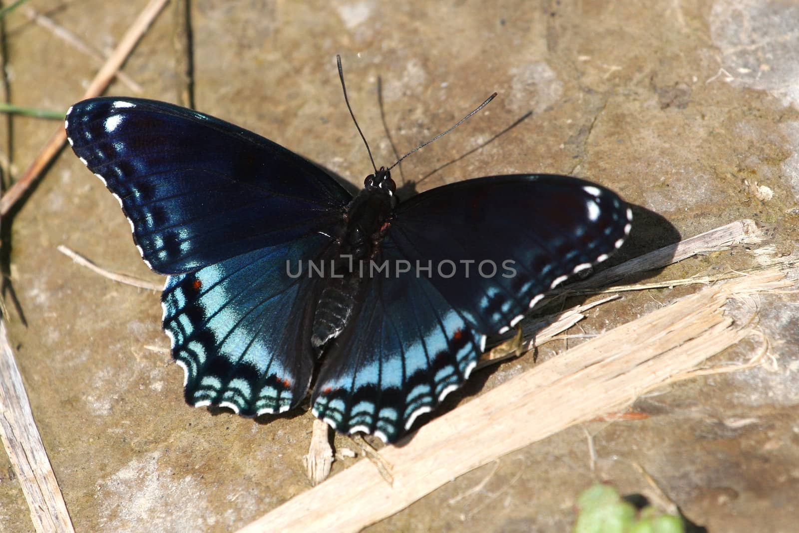 Red-spotted Purple Butterfly - Limenitis arthemis