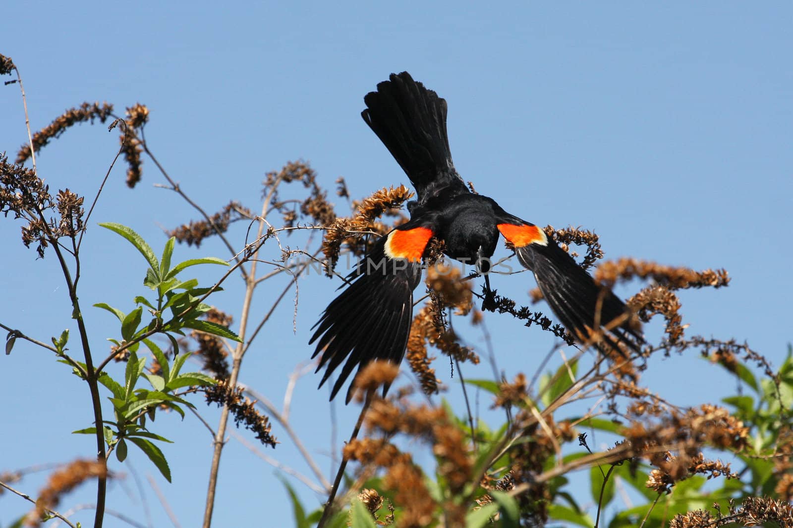 Red-winged Blackbird Agelaius phoeniceus Male Open Wings