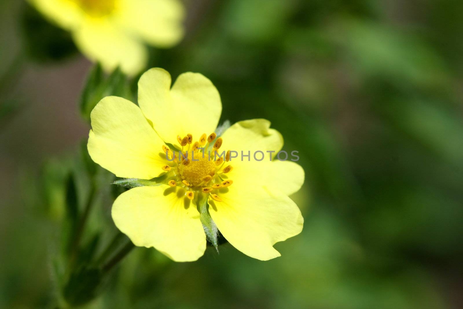 Rough Fruited Cinquefoil Flower - Potentilla recta